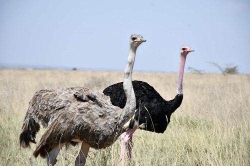 Ostriches in Konza Technopolis' surroundings